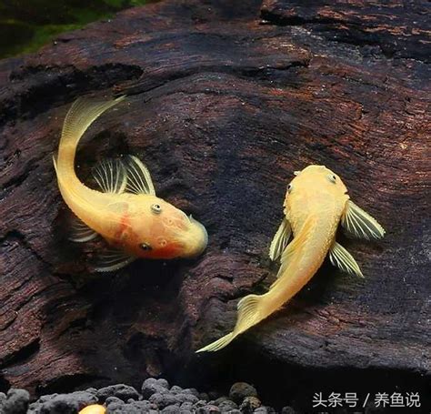 清道夫魚種類|魚缸清道夫！垃圾魚飼養大全 – 寵物百科